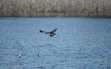 Fischadler auf Beutefang, Foto: Frank Kuba, Lizenz: Naturschutzfonds Brandenburg