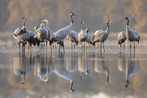 Foto: Agnieszka Florczyk, Lizenz: Stiftung Naturschutzfonds Brandenburg