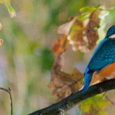 PeterBecker Eisvogel verkleinert