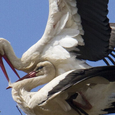 Storchenpaar im Nest