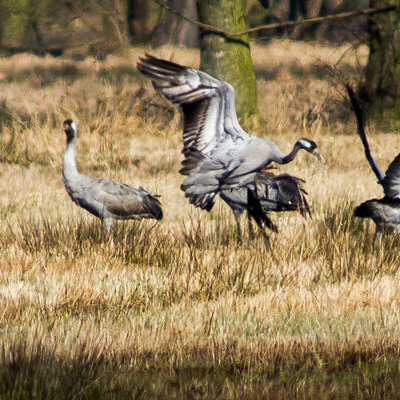 60713╕PeterBecker Kraniche verkleinert