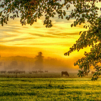 Kühe im Nebel mit orangegefärbten Tageslicht