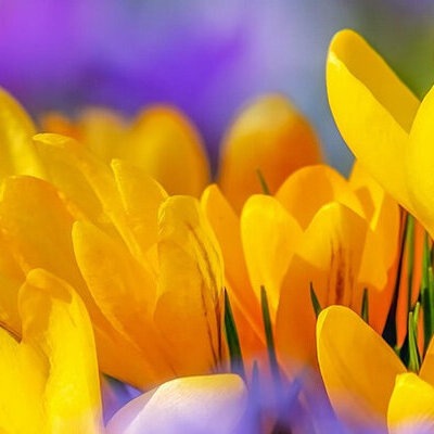 Bunte Frühlingsblumen