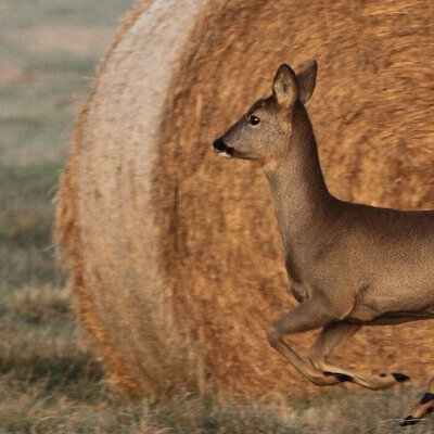 peb1_059630 Reh verkleinert