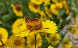 Sonderausstellung zu Bienen im Museum Schloss Lübben, Foto: Dr. Corinna Junker, Lizenz: Stadt Lübben