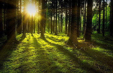 Wald mit Sonnenstrahlen