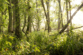 Foto: Michael Zauft, Lizenz: Stiftung Naturschutzfonds Brandenburg
