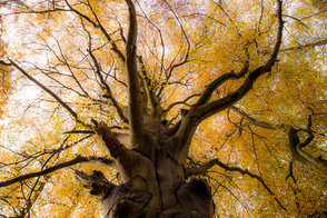 Foto: Michael Zauft, Lizenz: Stiftung Naturschutzsfonds Brandenburg
